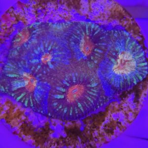 Favia sp. (Ultra)